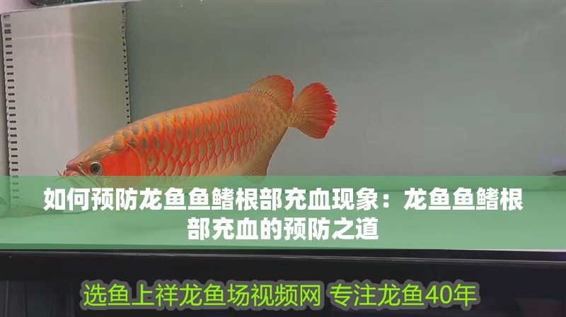 如何預防龍魚魚鰭根部充血現象：龍魚魚鰭根部充血的預防之道