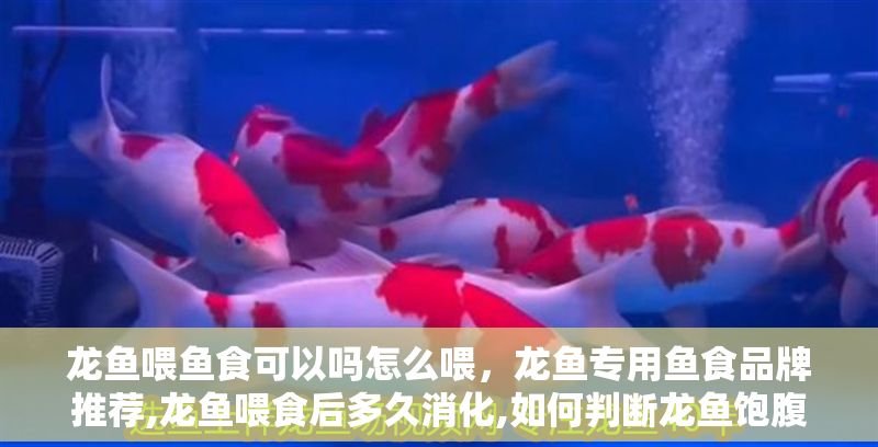 龍魚喂魚食可以嗎怎么喂，龍魚專用魚食品牌推薦,龍魚喂食后多久消化,如何判斷龍魚飽腹感