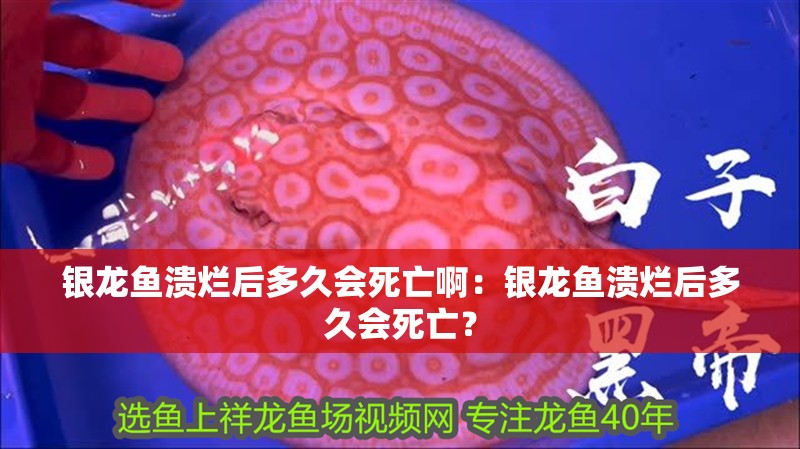 銀龍魚(yú)潰爛后多久會(huì)死亡啊：銀龍魚(yú)潰爛后多久會(huì)死亡？ 銀龍魚(yú)潰爛后多久會(huì)死亡啊：銀龍魚(yú)潰爛后多久會(huì)死亡？ 水族問(wèn)答