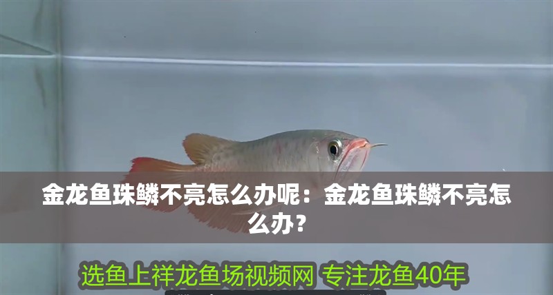 金龍魚珠鱗不亮怎么辦呢：金龍魚珠鱗不亮怎么辦？