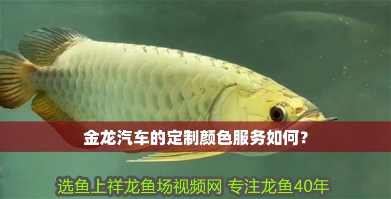 金龍汽車的定制顏色服務如何？