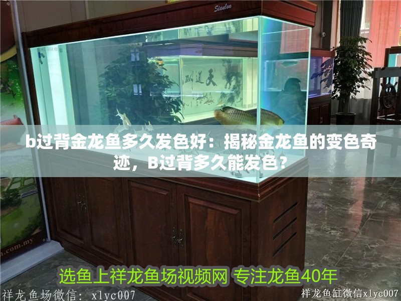 b過背金龍魚多久發色好：揭秘金龍魚的變色奇跡，B過背多久能發色？