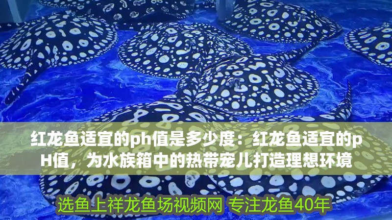 紅龍魚適宜的ph值是多少度：紅龍魚適宜的pH值，為水族箱中的熱帶寵兒打造理想環境