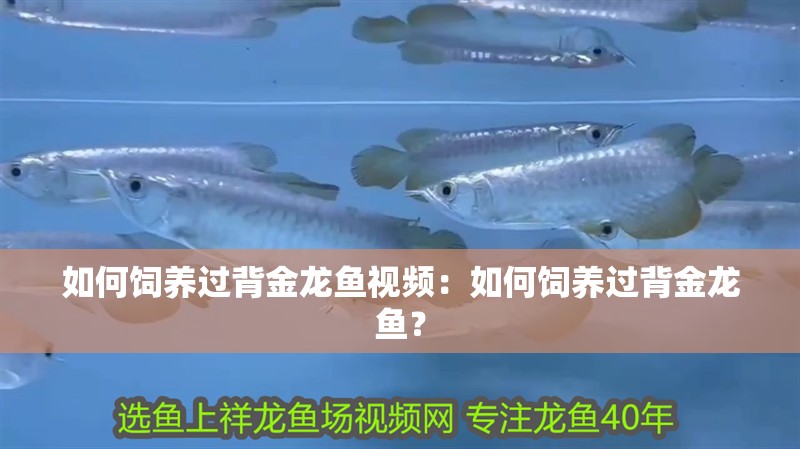如何飼養過背金龍魚視頻：如何飼養過背金龍魚？
