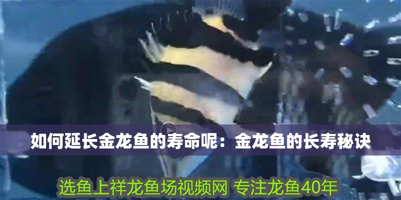 如何延長金龍魚的壽命呢：金龍魚的長壽秘訣