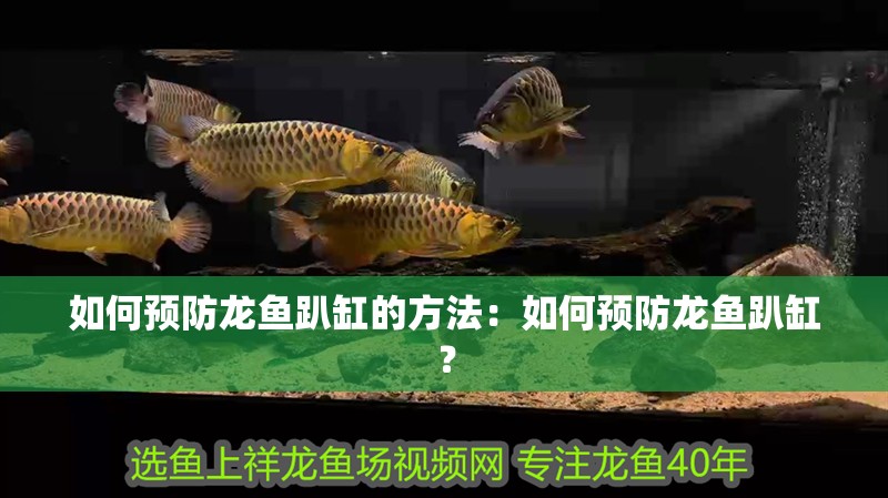 如何預防龍魚趴缸的方法：如何預防龍魚趴缸？