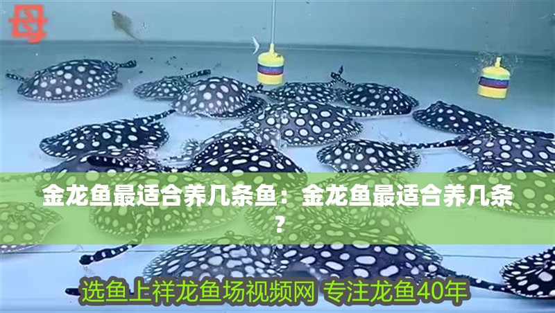 金龍魚最適合養(yǎng)幾條魚：金龍魚最適合養(yǎng)幾條？