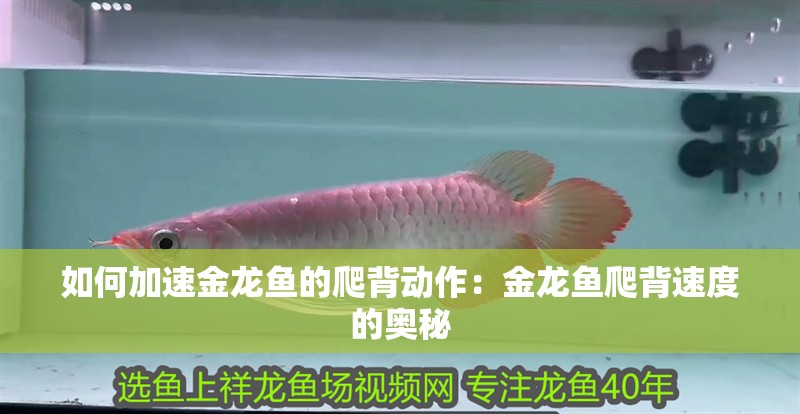 如何加速金龍魚的爬背動作：金龍魚爬背速度的奧秘