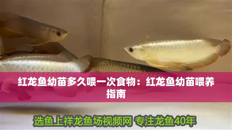 紅龍魚幼苗多久喂一次食物：紅龍魚幼苗喂養指南