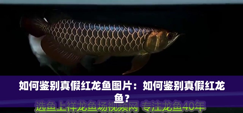 如何鑒別真假紅龍魚圖片：如何鑒別真假紅龍魚？