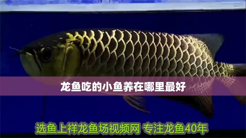 龍魚吃的小魚養在哪里最好