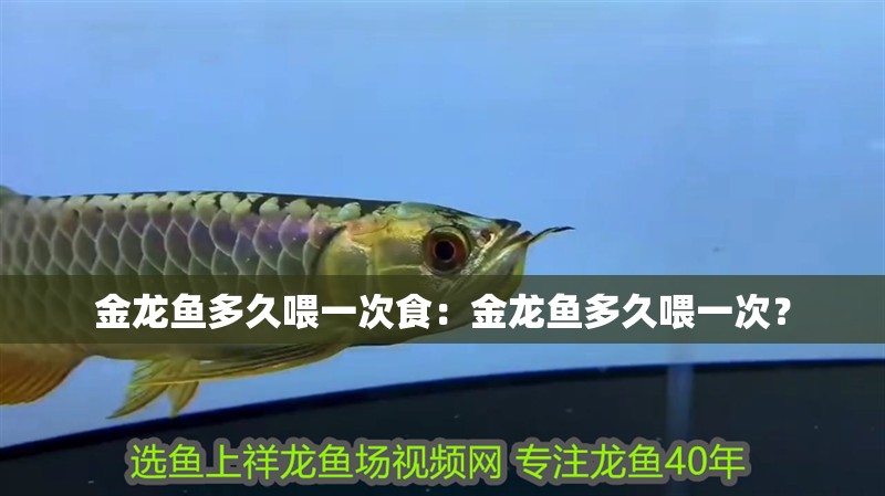 金龍魚多久喂一次食：金龍魚多久喂一次？