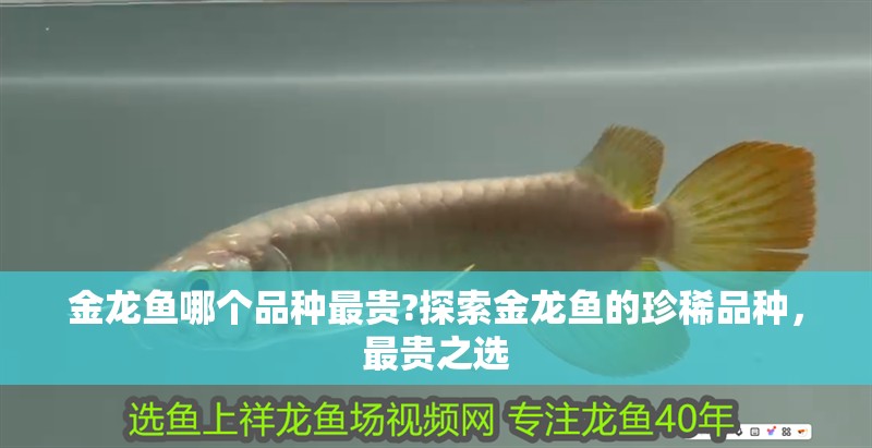 金龍魚哪個品種最貴?探索金龍魚的珍稀品種，最貴之選