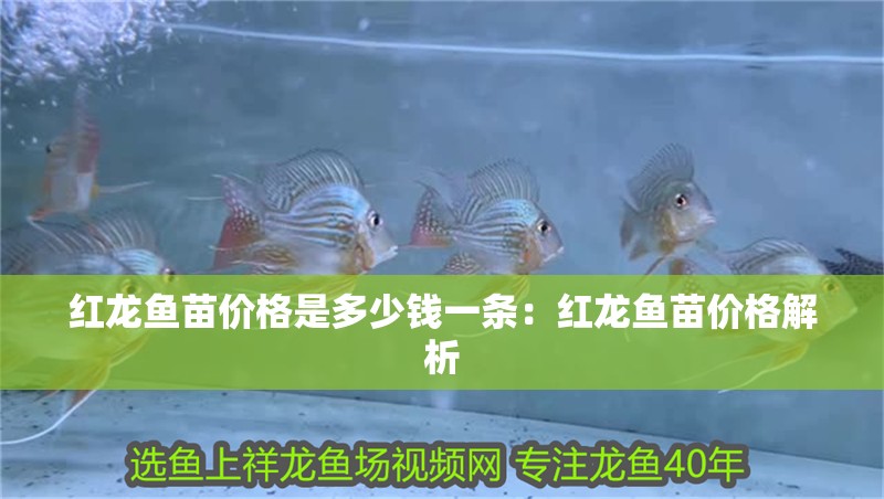 紅龍魚苗價格是多少錢一條：紅龍魚苗價格解析