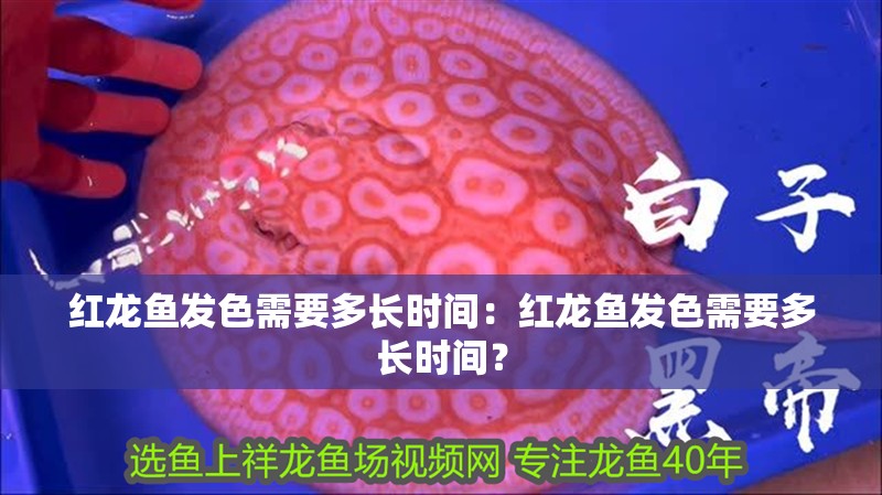 紅龍魚發色需要多長時間：紅龍魚發色需要多長時間？