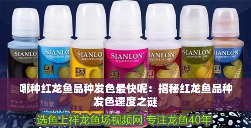 哪種紅龍魚品種發(fā)色最快呢：揭秘紅龍魚品種發(fā)色速度之謎