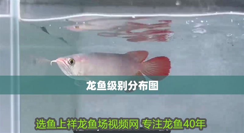 龍魚級別分布圖