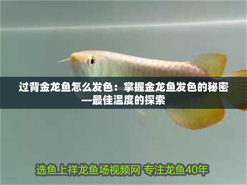 過背金龍魚怎么發色：掌握金龍魚發色的秘密—最佳溫度的探索