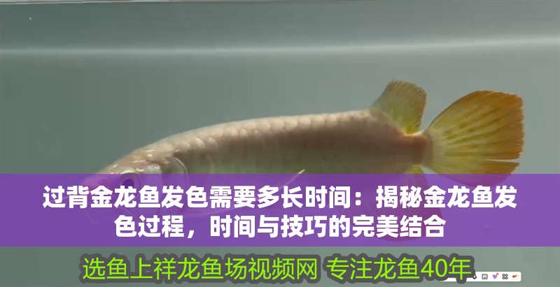 過背金龍魚發色需要多長時間：揭秘金龍魚發色過程，時間與技巧的完美結合