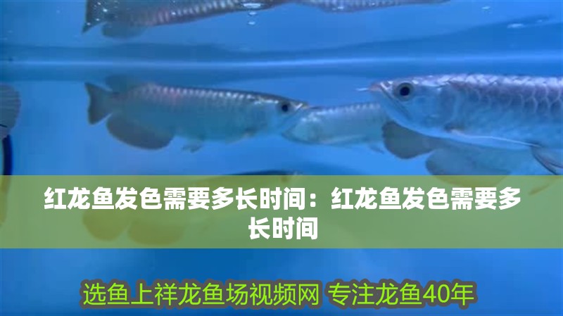 紅龍魚發色需要多長時間：紅龍魚發色需要多長時間