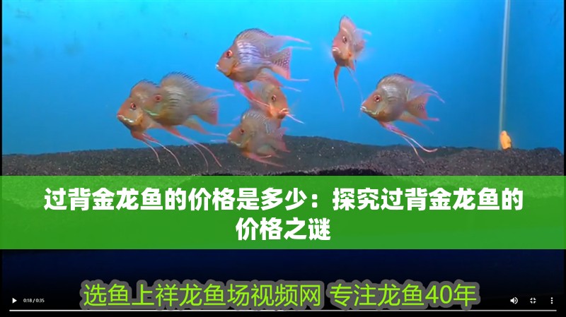 過背金龍魚的價格是多少：探究過背金龍魚的價格之謎
