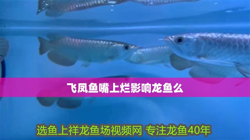 飛鳳魚嘴上爛影響龍魚么