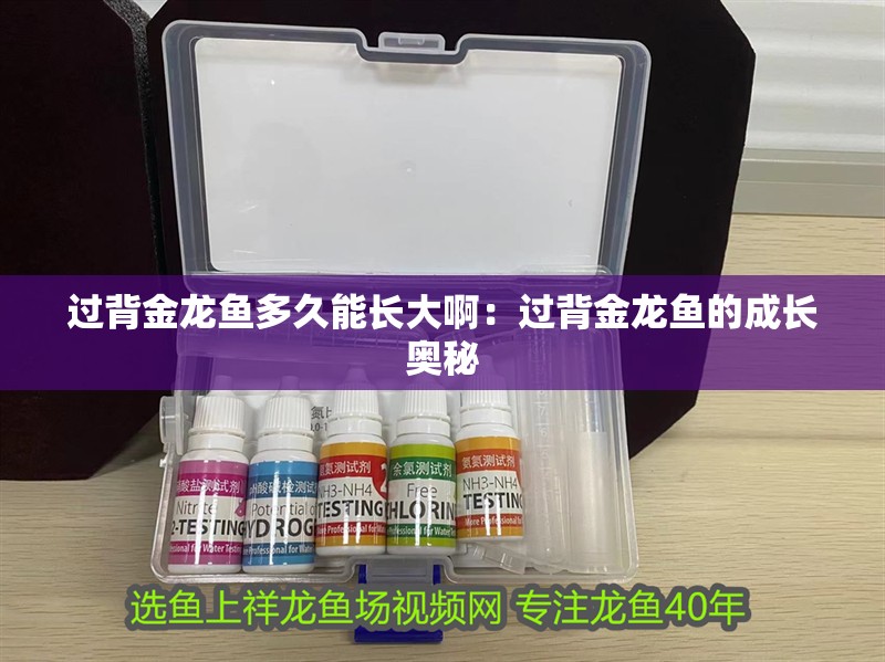 過背金龍魚多久能長(zhǎng)大啊：過背金龍魚的成長(zhǎng)奧秘