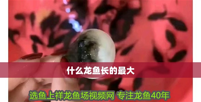 什么龍魚長的最大 什么龍魚長的最大 龍魚百科