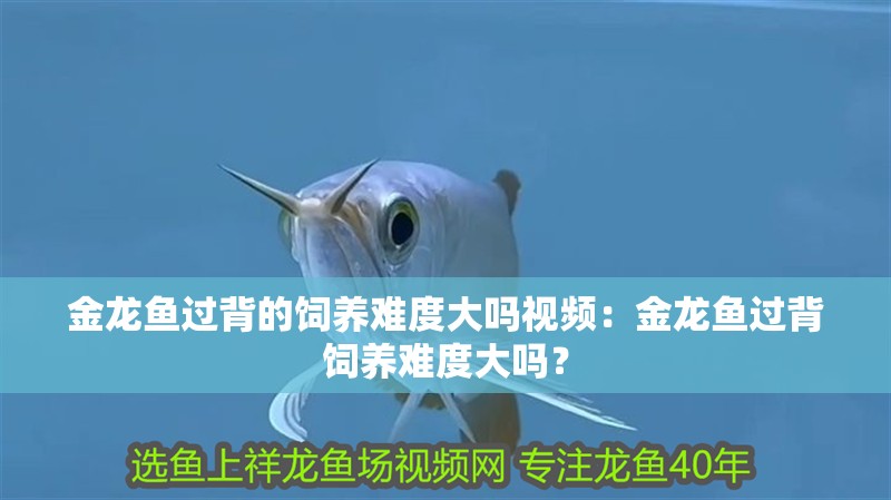 金龍魚過背的飼養(yǎng)難度大嗎視頻：金龍魚過背飼養(yǎng)難度大嗎？