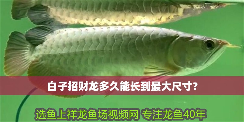 白子招財龍多久能長到最大尺寸？