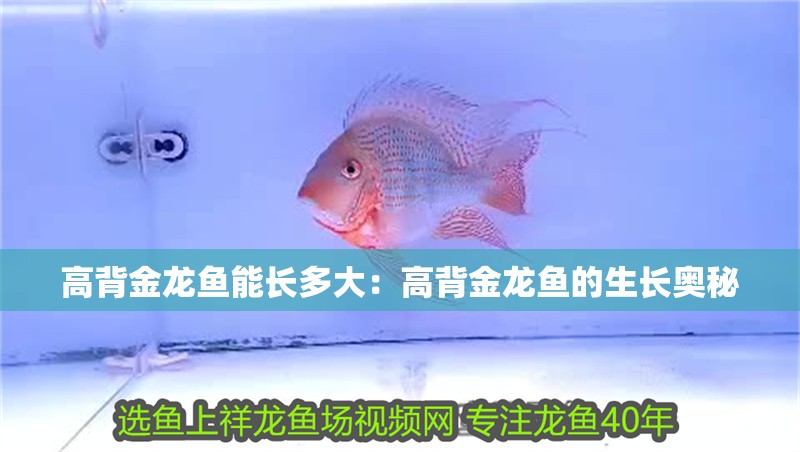 高背金龍魚能長多大：高背金龍魚的生長奧秘