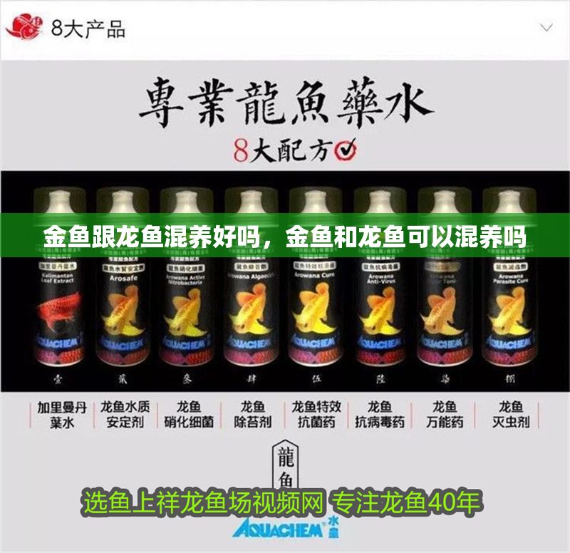 金魚跟龍魚混養(yǎng)好嗎，金魚和龍魚可以混養(yǎng)嗎