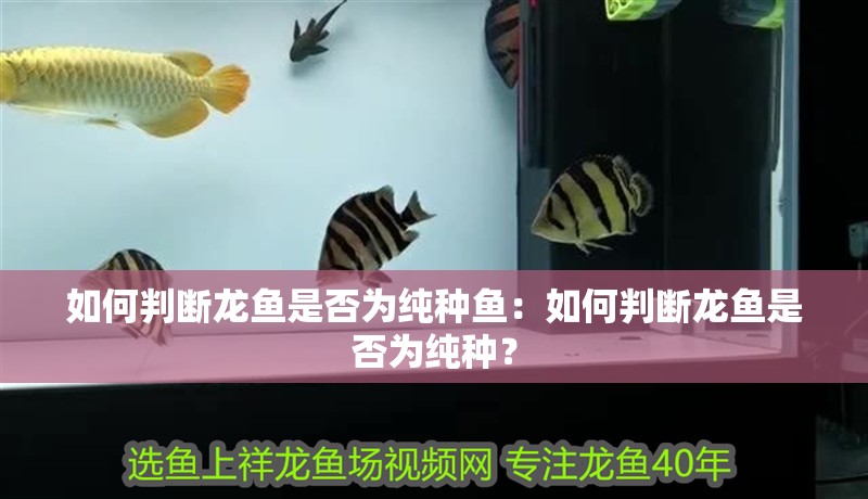 如何判斷龍魚是否為純種魚：如何判斷龍魚是否為純種？