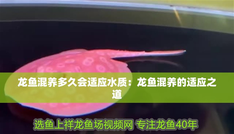 龍魚混養多久會適應水質：龍魚混養的適應之道