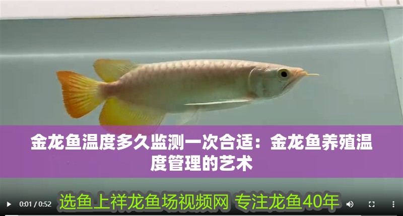 金龍魚溫度多久監測一次合適：金龍魚養殖溫度管理的藝術