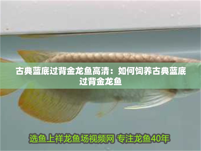 古典藍(lán)底過背金龍魚高清：如何飼養(yǎng)古典藍(lán)底過背金龍魚