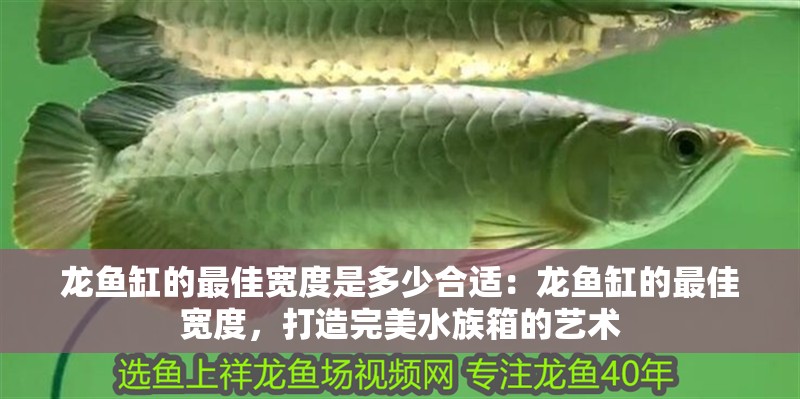 龍魚缸的最佳寬度是多少合適：龍魚缸的最佳寬度，打造完美水族箱的藝術