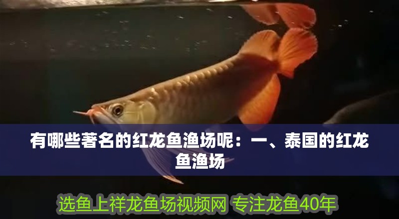 有哪些著名的紅龍魚漁場呢：一、泰國的紅龍魚漁場
