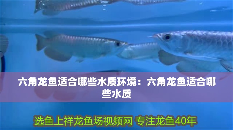 六角龍魚適合哪些水質環境：六角龍魚適合哪些水質