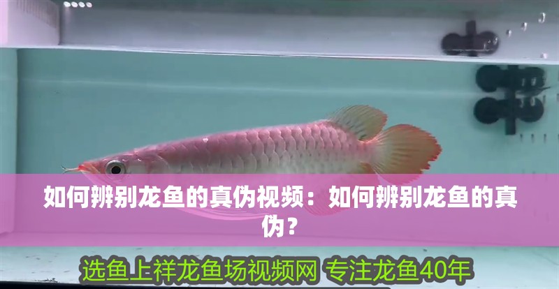 如何辨別龍魚的真偽視頻：如何辨別龍魚的真偽？