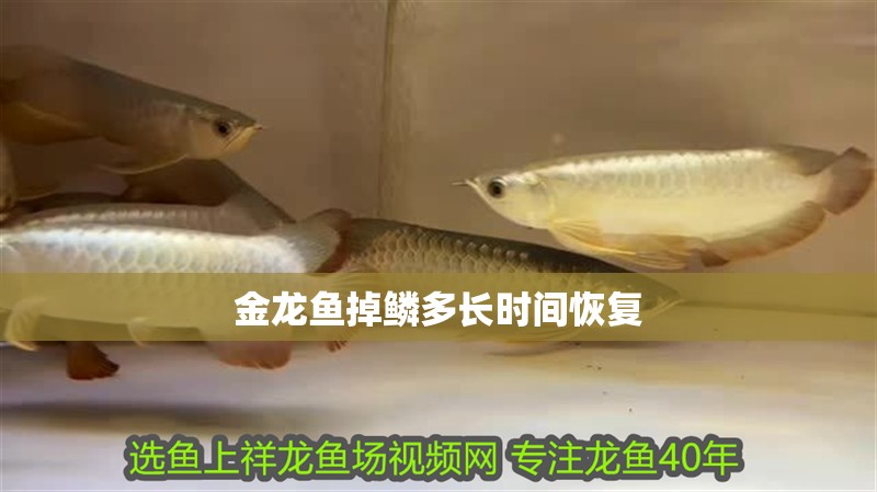 金龍魚(yú)掉鱗多長(zhǎng)時(shí)間恢復(fù)