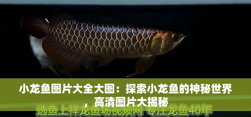 小龍魚圖片大全大圖：探索小龍魚的神秘世界，高清圖片大揭秘
