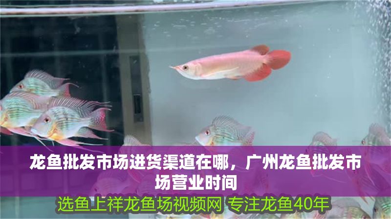 龍魚批發市場進貨渠道在哪，廣州龍魚批發市場營業時間