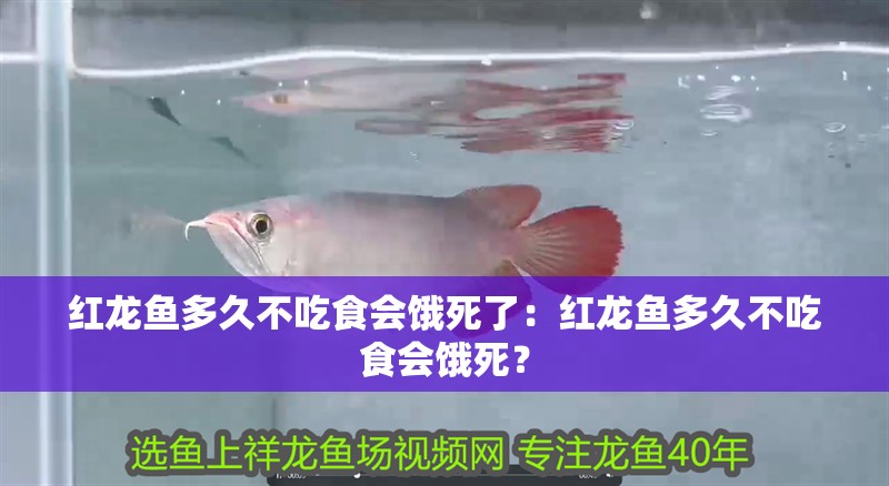 紅龍魚多久不吃食會餓死了：紅龍魚多久不吃食會餓死？