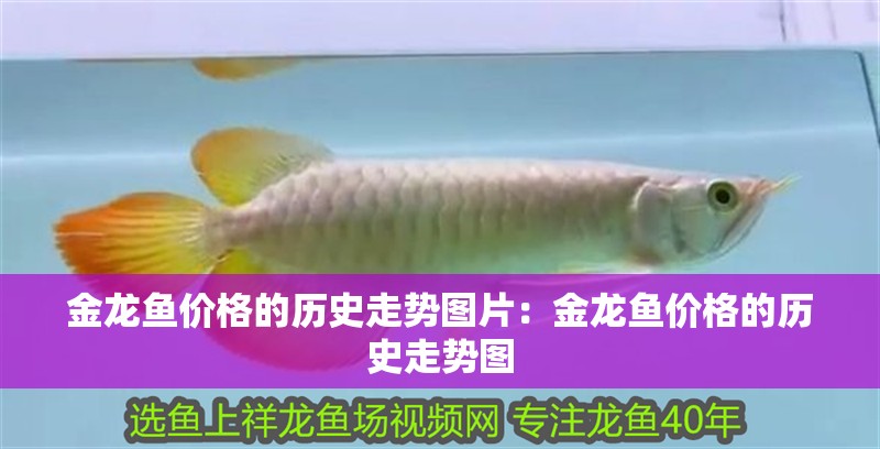 金龍魚價(jià)格的歷史走勢圖片：金龍魚價(jià)格的歷史走勢圖