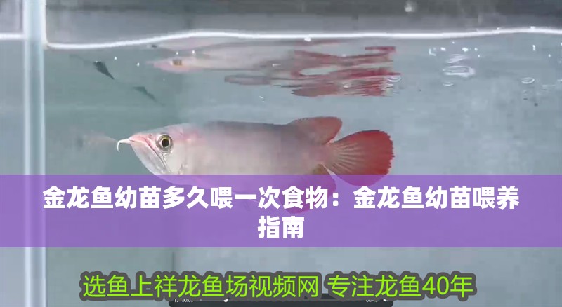 金龍魚幼苗多久喂一次食物：金龍魚幼苗喂養指南