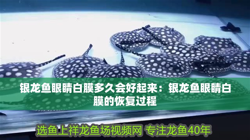 銀龍魚眼睛白膜多久會好起來：銀龍魚眼睛白膜的恢復過程