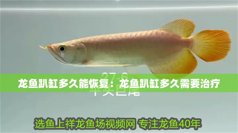 龍魚趴缸多久能恢復：龍魚趴缸多久需要治療
