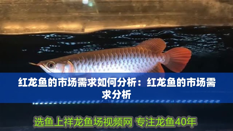 紅龍魚的市場需求如何分析：紅龍魚的市場需求分析