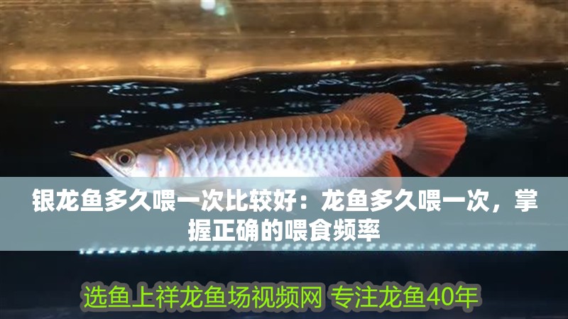 銀龍魚多久喂一次比較好：龍魚多久喂一次，掌握正確的喂食頻率